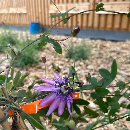 Tajnyhauz Beehauz Terapia Na Vcelach Appartement *